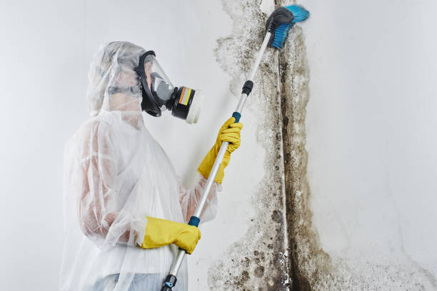 Best Office Mold Removal Services  in Dranesville, VA