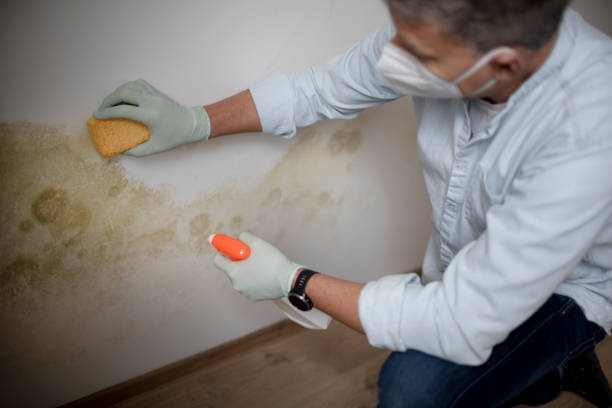Best Commercial Mold Removal  in Dranesville, VA