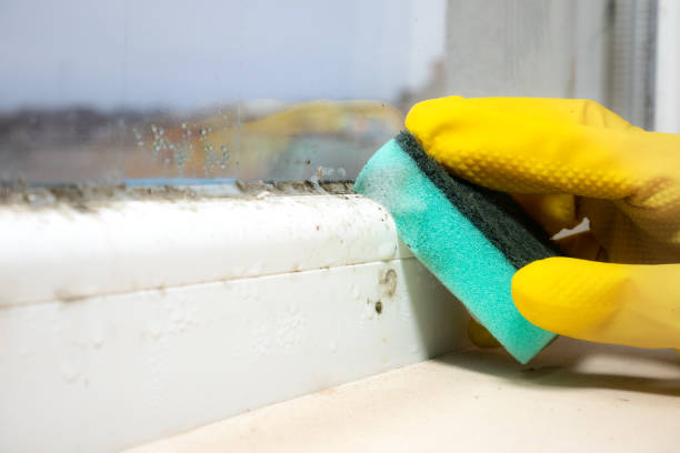Best Home Mold Removal  in Dranesville, VA