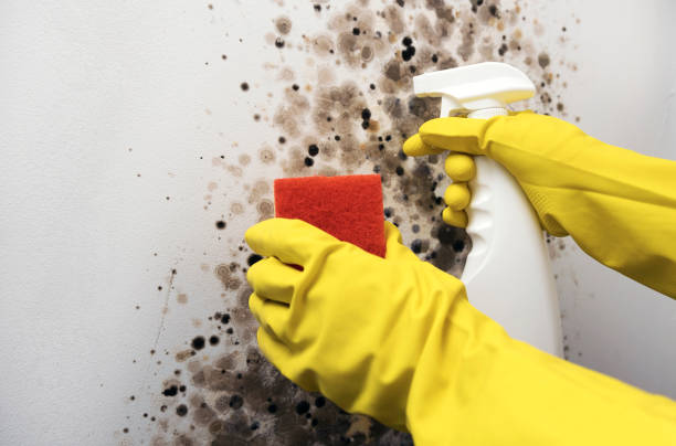Trusted Dranesville, VA Mold Removal Experts