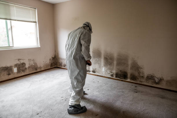 Best Mold Cleaning Services  in Dranesville, VA
