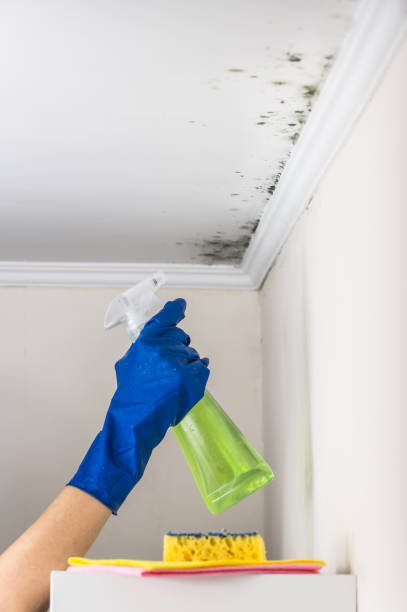Best Mold Removal Near Me  in Dranesville, VA
