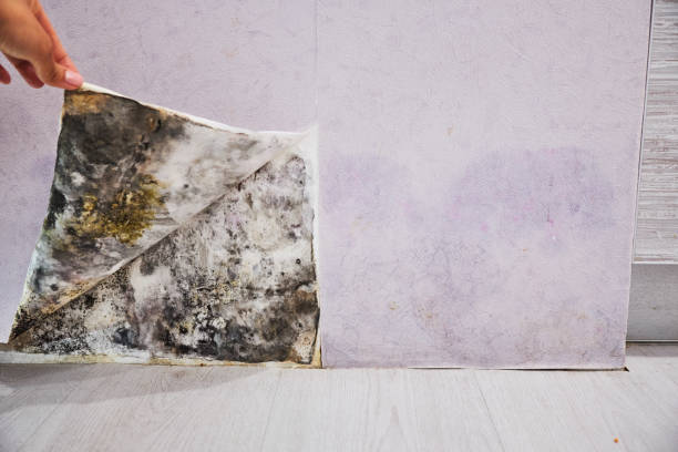 Best Residential Mold Removal  in Dranesville, VA
